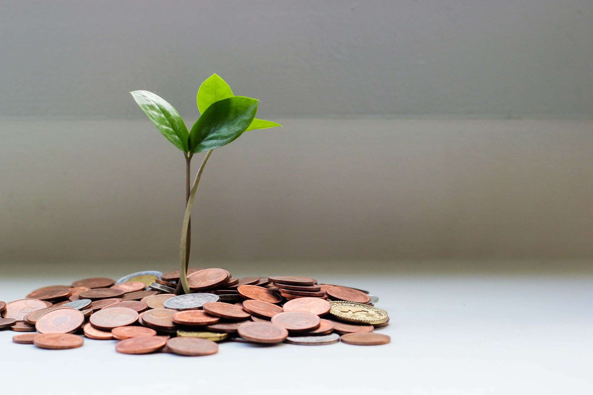 Money-tree-with-copper-coins
